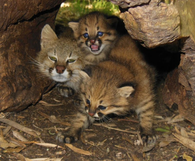 Illustration for article titled ZOMG BABY PAMPAS CATS!!!